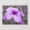 Suche nach subtil postkarten Blume