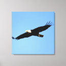 Suche nach adler kunst Kahl