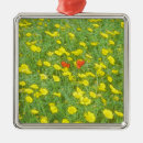 Suche nach mohnblume ornamente Blühend