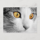 Suche nach graue katzen postkarten Katzenliebhaber