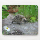 Suche nach igel mousepads Fotografie