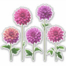 Suche nach dahlie aufkleber Rosa
