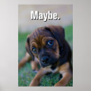 Suche nach puggle poster Welpen
