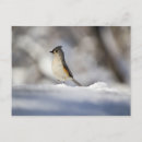 Suche nach singvogel postkarten Niedlich