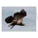 Suche nach adler im flug Raptor