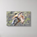 Suche nach falke poster Buteo