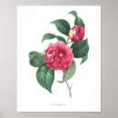 Suche nach kamelien poster Blume