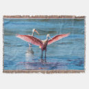 Suche nach rosa spoonbill Florida