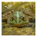 Suche nach frosch poster Tier