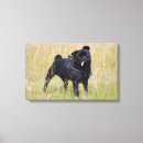 Suche nach schwarzer mops poster leinwandbilder Carlin
