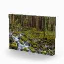 Suche nach wald fototafeln Frühling