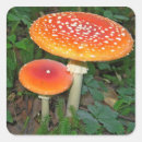 Suche nach magischer pilz aufkleber Magische pilze