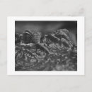 Suche nach amerikanischer alligator postkarten Tiere