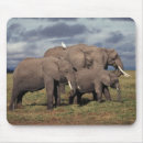 Suche nach afrikanischer elefant mousepads Tier