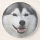 Suche nach heiseren Heiserer hund