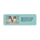 Suche nach sheltie Die shetlandinseln
