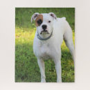 Suche nach boxer puzzle Weiß