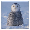 Suche nach schneeeulen poster Winter