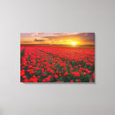 Suche nach tulpen leinwandbilder Die niederlande