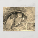 Suche nach chubby postkarten Niedlich