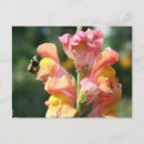 Suche nach snapdragon postkarten Rosa