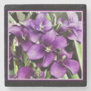 Suche nach lila blume untersetzer Makro