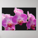 Suche nach phalaenopsis poster Natur