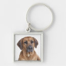 Suche nach rhodesian ridgeback accessoires Welpen