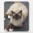 Suche nach zucht mousepads Katze