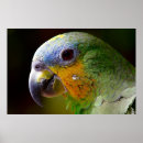 Suche nach parrots poster Tropisch