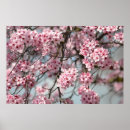 Suche nach kirscheblüte Frühling