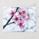 Suche nach kirschblüte baum postkarten Pflanze
