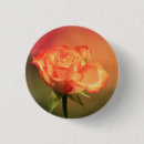 Suche nach orange hintergrund buttons Rose