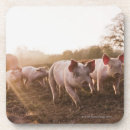 Suche nach ferkel untersetzer Babys