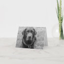 Suche nach brauner labrador karten Welpe