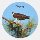 Suche nach osprey aufkleber Tierwelt