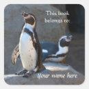 Suche nach humboldt pinguin Niedlich