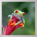 Suche nach frösche poster Natur