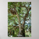 Suche nach heiliger baum poster Sonnenuntergang