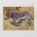 Suche nach esel postkarten Jackett