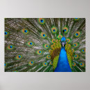 Suche nach blauer pfau poster Tiere