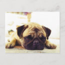 Suche nach trauriger welpe postkarten Hund