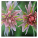 Suche nach indianer fliesen Blume