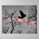 Suche nach fliegender rabe poster Fliegende krähe