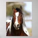 Suche nach headshot poster Pferd