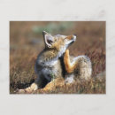 Suche nach fuchs postkarten Wildtier