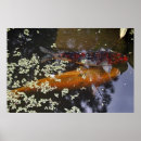 Suche nach koi karpfen poster Fisch