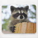 Suche nach waschbär mousepads Baby