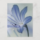 Suche nach blumenfoto poster Natur