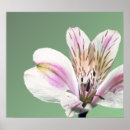 Suche nach tiger lily poster Natur